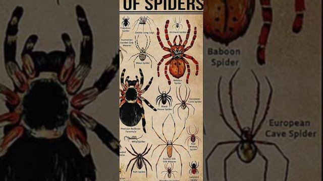 types of spiders part 2 смотреть онлайн