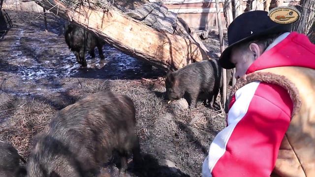 Кабанья ферма РСВА 7 04 018 г смотреть онлайн