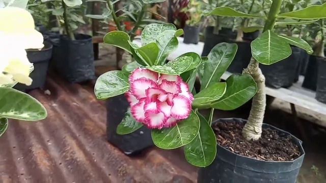Adenium Royal empress & Snow gold смотреть онлайн