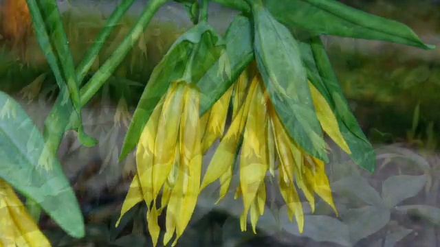 «Увулярия (Uvularia)» РЕЛАКС АРТ-ТЕРАПИЯ Bossa Nova improvisation piano Victor Mikhailovich Anokhin смотреть онлайн