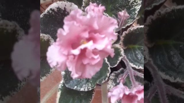 Фиалка ЛЕ-Одалиска/Violet LE-Odalisque смотреть онлайн