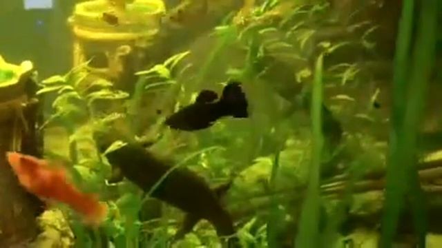 Тритон и аквариумные рыбки смотреть онлайн