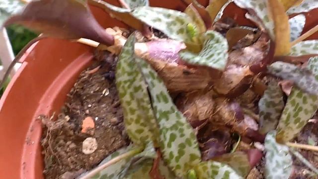 Scilla Violacea (Ledebouria Socialis) смотреть онлайн