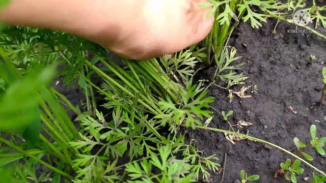 Домашний ВЛОГ смотреть онлайн