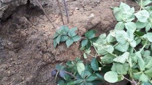 Как быстро размножить ежевику. Блек джем.