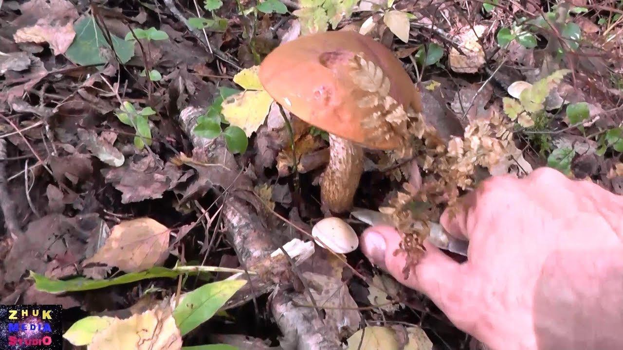 Сталкер 10 Грибной выходной смотреть онлайн