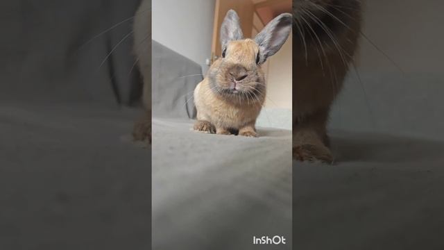 Знакомьтесь -это Антошка (видео в память о Тишке)