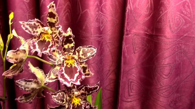 Oncostele (Odontoglossum) Margarete Holm Orchid - the most elegant Orchid I own смотреть онлайн