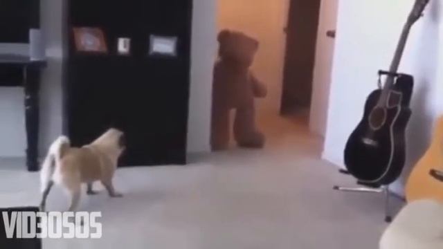 Никогда не тролль мопса. Он злой :D смотреть онлайн