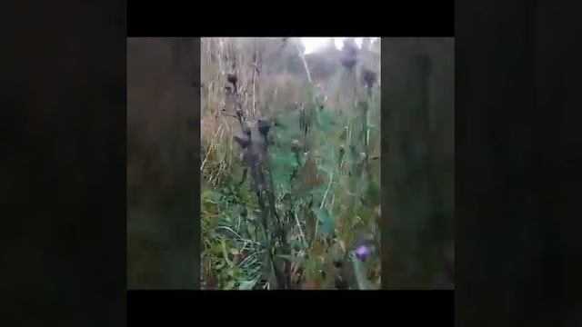 Чертополох. Свойства, применение. смотреть онлайн