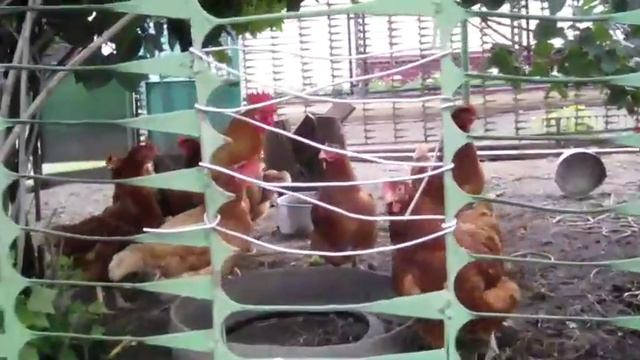 Петух потерял дар кукарекания ) смотреть онлайн