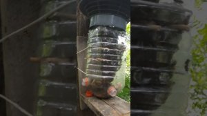 Пчеловодство в бутылке начало  @Laznja_Petrovicha  @adekvate