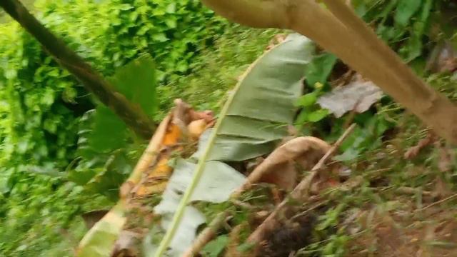 Amazing best cat sweet murra cat mitik so cute cat man ho fanny cat video смотреть онлайн