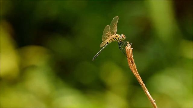 Canon 5D mark III with Canon 70-200mm f2.8 смотреть онлайн