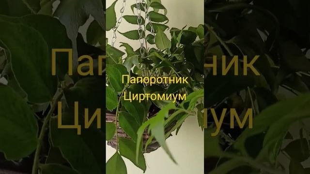 Папоротник Циртомиум смотреть онлайн
