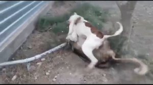 American bulldog atack alabai/American buldogu saldirisi/американский бульдог напал на алабая