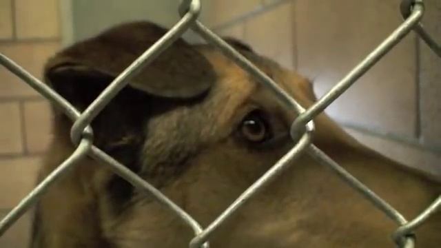 Happy tails: St Hubert's Animal Welfare Center смотреть онлайн