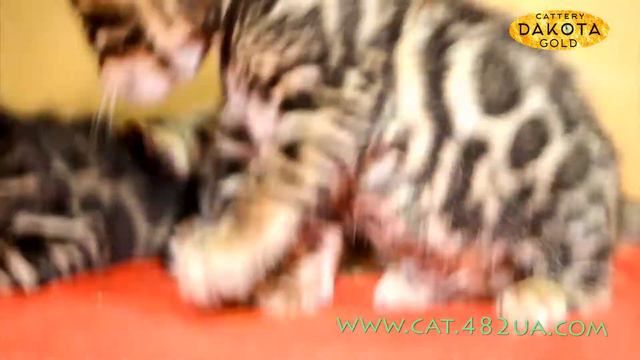 Будни питомника бенгальской кошки Dakota Gold бенгальские котята растут и развиваются 35 36 день смотреть онлайн