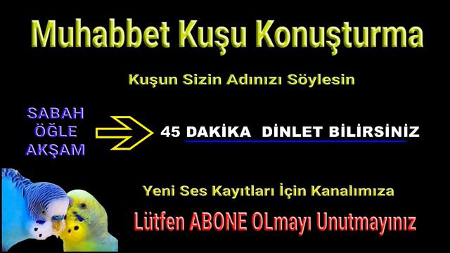 Aliço Muhabbet Kuşu Konuşturma Eğitimi смотреть онлайн