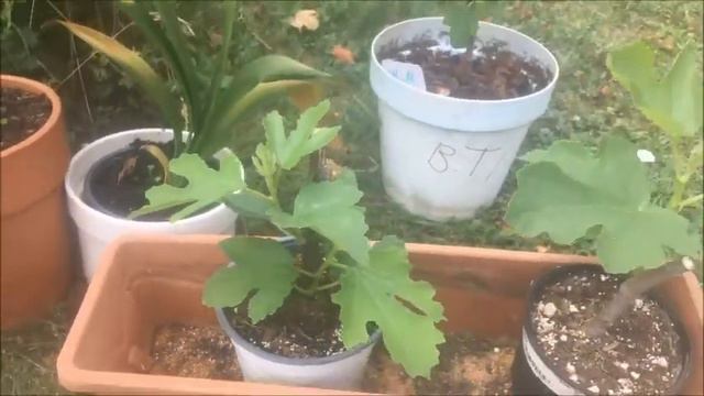 ИНЖИР. ПЛАНЫ на ЧЕРЕНКОВАНИЕ. Американские и французские сорта. FIGS' cuttings смотреть онлайн