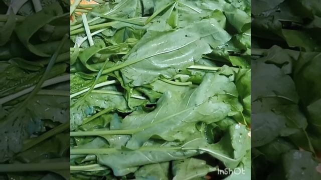 Щавель на зиму.