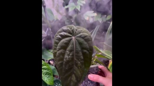 The OBSESSION Over Anthurium Dressleri