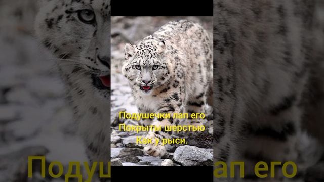Интересные факты о снежных барсах!Многие этого не знают!! смотреть онлайн