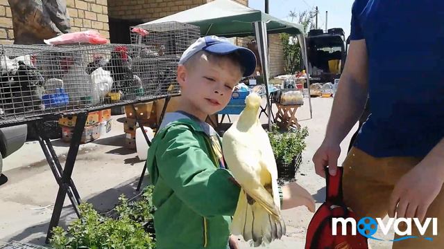 Этно-парк Нью Васюки💖. Выставка птиц🐦🦆🐓🐔. Цветные голуби🤩 смотреть онлайн