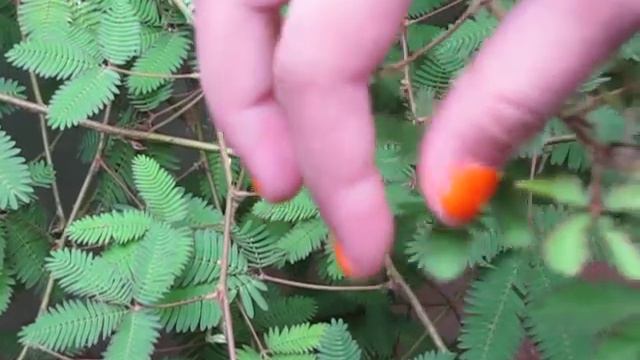 Мимоза стыдливая в питерском БотСаду смотреть онлайн