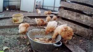 БРОЙЛЕР ПОРОДЫ РЕДБРО!!!   САМЫЕ ВЫГОДНЫЕ КУРЫ!!!