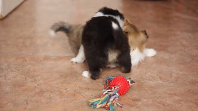 Играют щенки колли смотреть онлайн