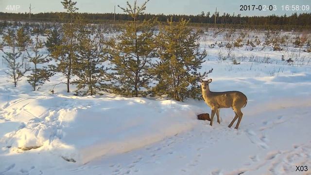 4MP PTZ IP Camera 20X Zoom Video Test (Whitetail Deer) смотреть онлайн