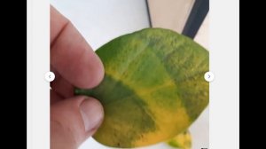 Гибискус. Желтеют, опадают листья. Что делать? Пятна. Как вылечить. Причины.