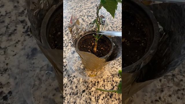 Poinsettia Pruning смотреть онлайн