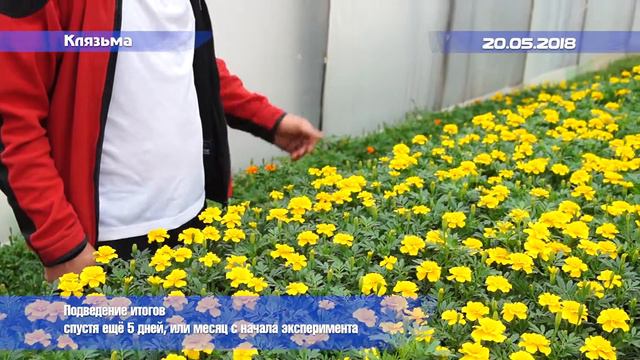 Применение Вигор Форте и Агровин на бархатцах Chica Yellow смотреть онлайн