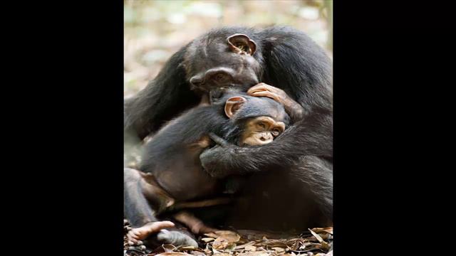 ШИМПАНЗЕ смотреть онлайн
