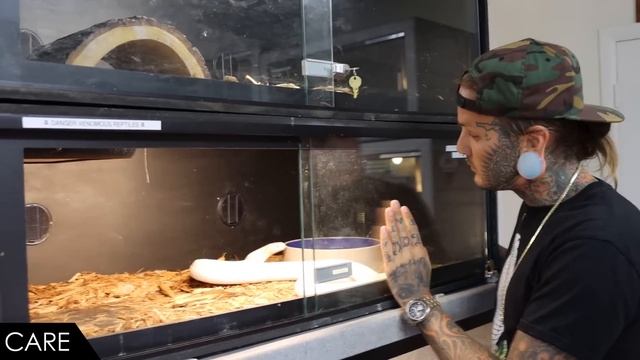 Monocled Cobra, The Best Pet Snake? With Tyler Nolan - I Handle A Cobra! смотреть онлайн