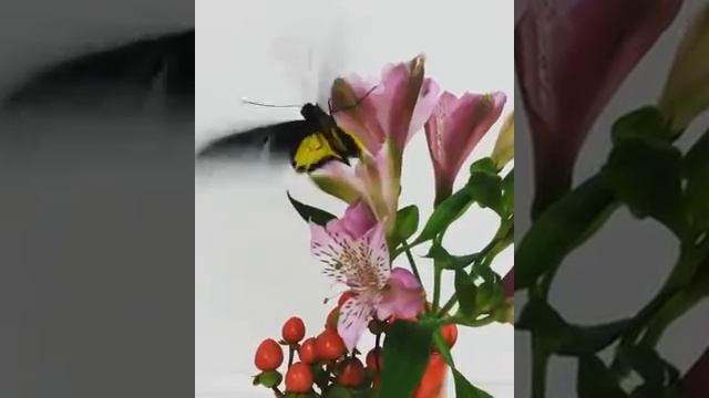 Живая бабочка Золотая Птицекрылка. Бабочкин дом, Томск смотреть онлайн