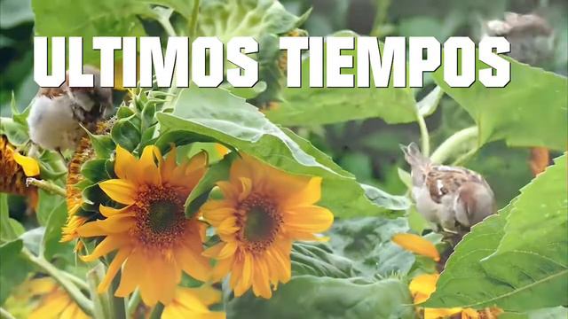 ÚLTIMOS TIEMPOS ( Inspiración divina por Joe Gómez) смотреть онлайн