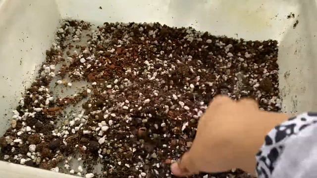 Mixing soil for repotting my Begonia Rex смотреть онлайн