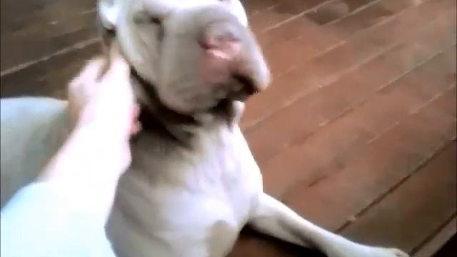 Sharpei Puppies Coming Soon!!!!!!!! смотреть онлайн