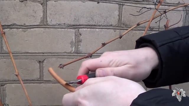Причины вымерзания почек Винограда. Эксперимент. Часть 1. Виноград 2016. смотреть онлайн