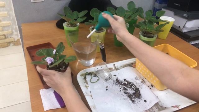 Реанимация фиалок. Перевалка в больший объем горшка смотреть онлайн