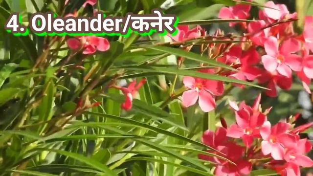 Top 10 poisonous plants in India/भारत के 10 सबसे जहरीले पौधे/poisonous plants in our garden смотреть онлайн