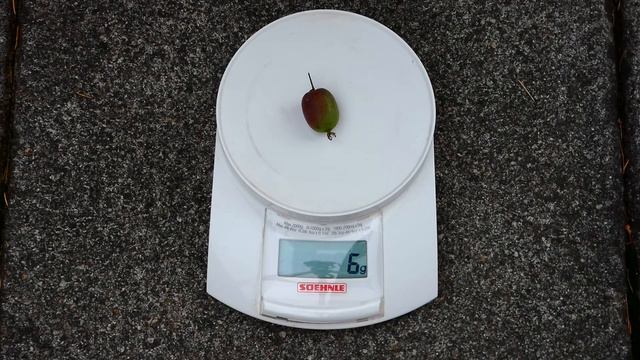 Gewicht Kiwi Frucht, weight fuzzy kiwifruit, Chinesische Stachelbeere (Actinidia deliciosa) смотреть онлайн