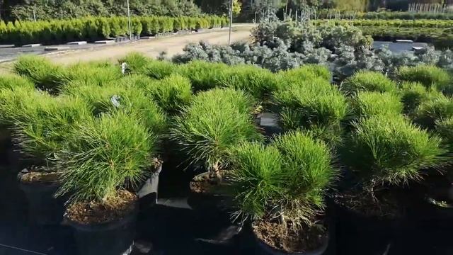 Japán erdeifenyő (Pinus densiflora 'Alice Verkade') смотреть онлайн