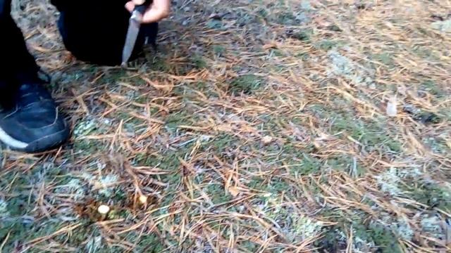 В поисках МАСЛЯТ! смотреть онлайн