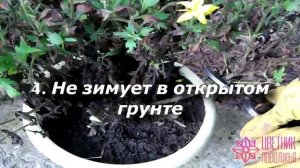 Рассаживаем хризантему мультифлору