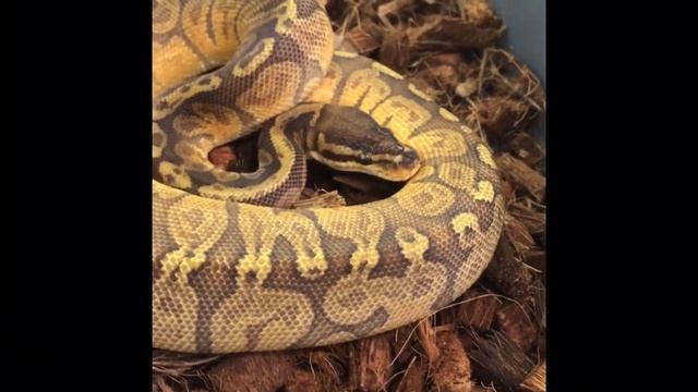 FIRE SUNSET BALL PYTHON (NEXT LEVEL EXOTICS) смотреть онлайн