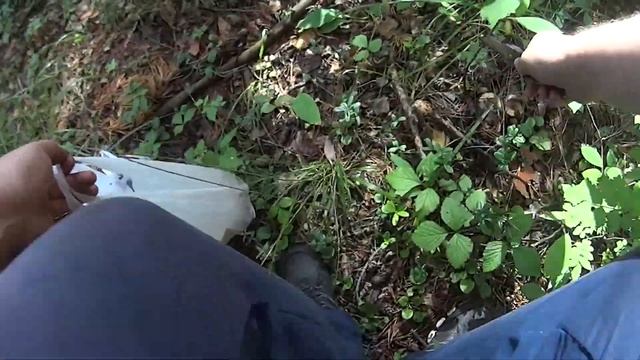 Вело покатушки Лес, грибы и ягоды смотреть онлайн